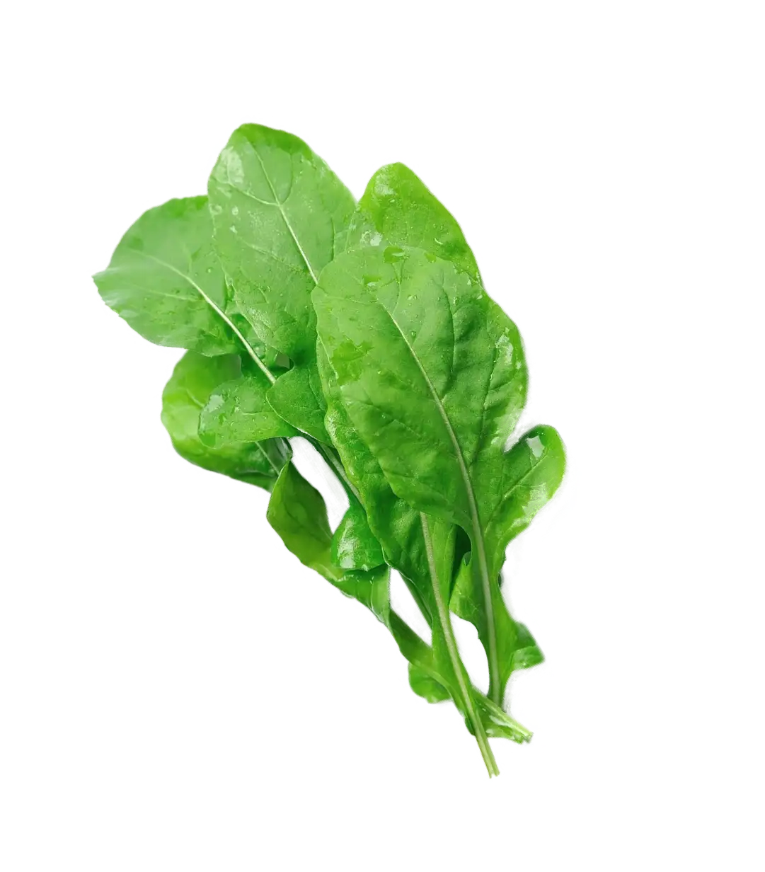 Arugula Image