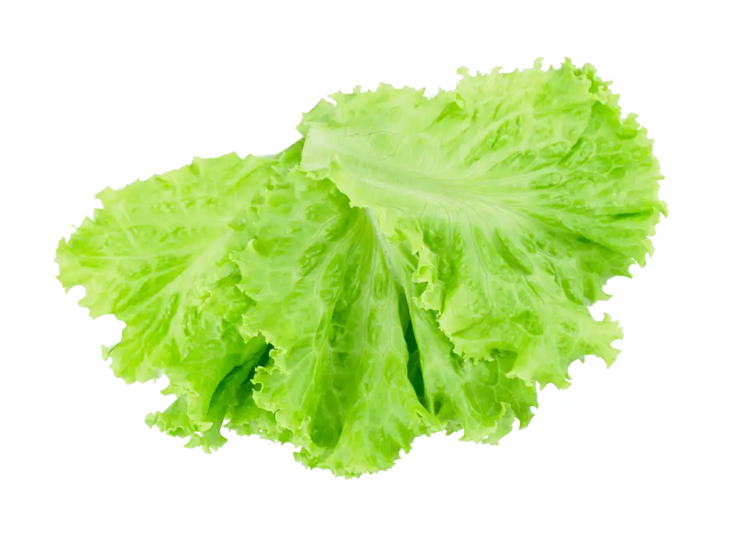 Lettuce Image