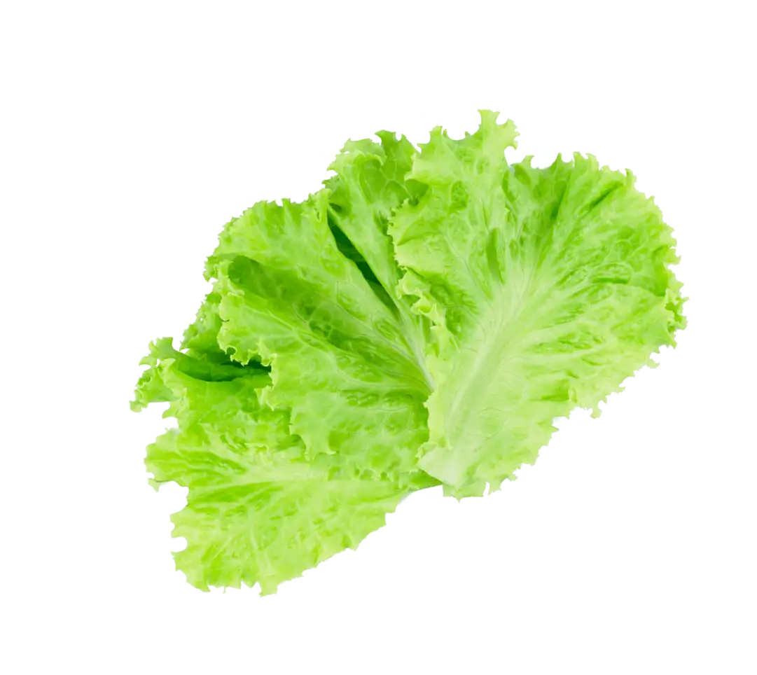 Lettuce Image